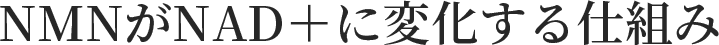 NMNがNAD＋に変化する仕組み